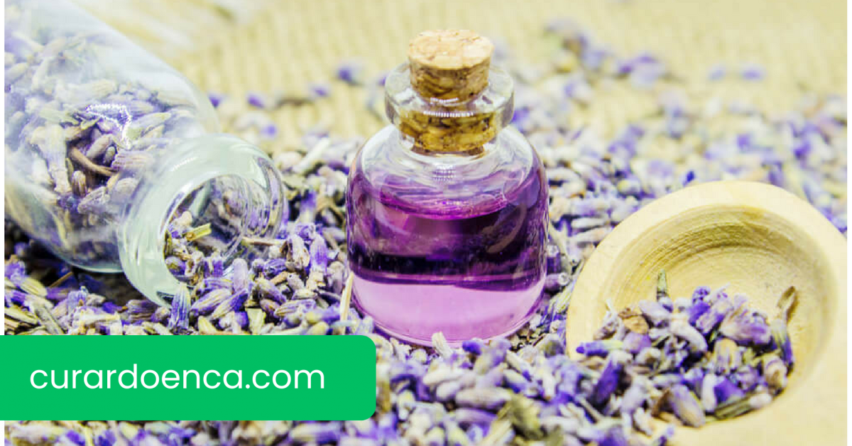 lavanda (Imagem divulgação)