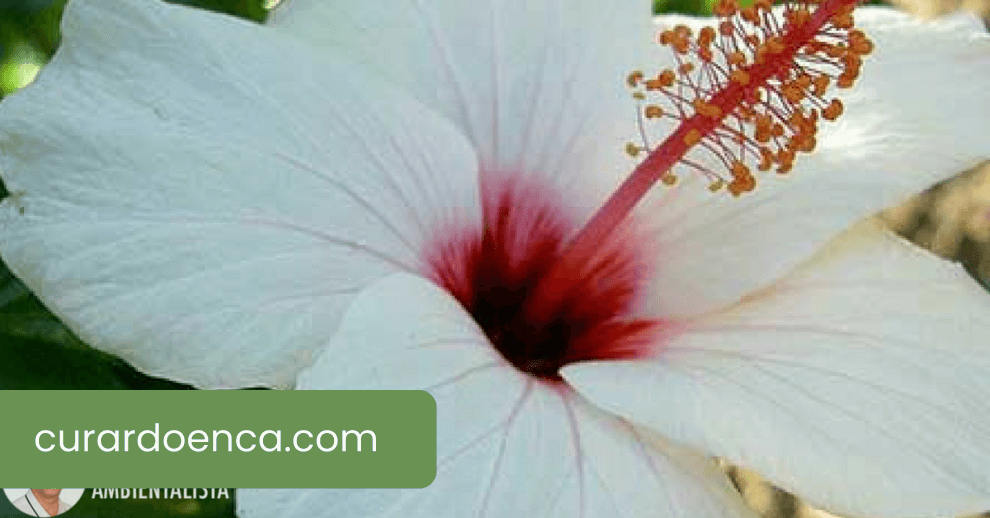 Flor de hibisco (Imagem divulgação)