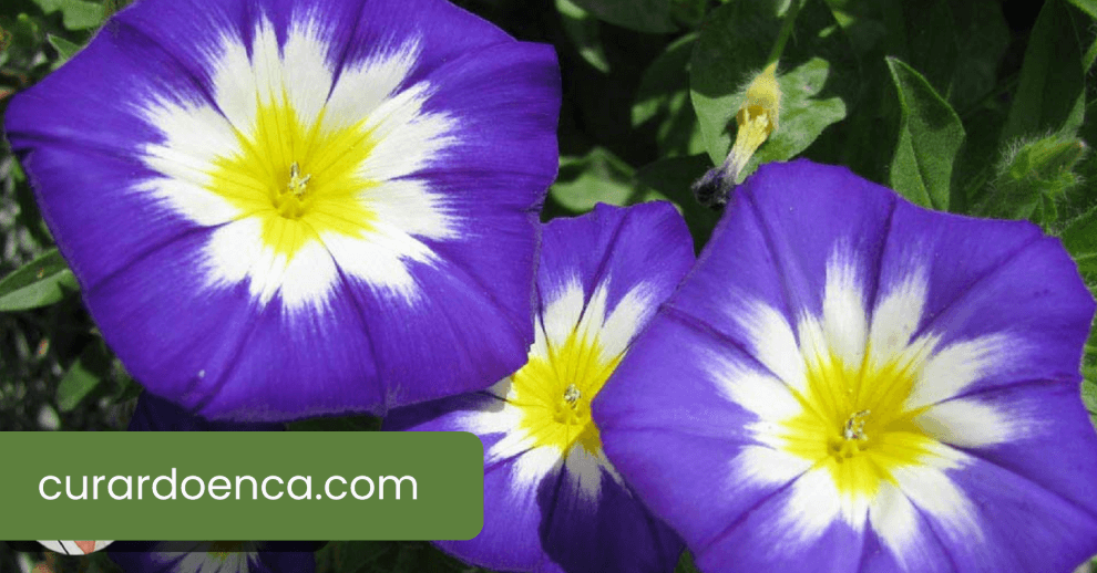 flor (Imagem divulgação)