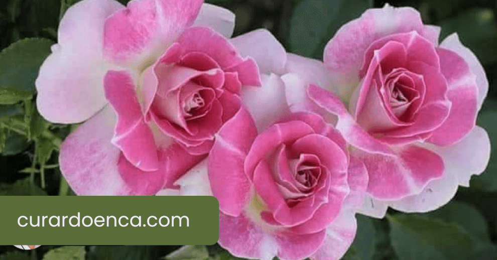 rosa (Imagem divulgação)