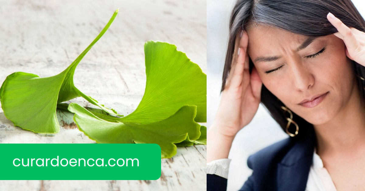 ginkgo biloba (Imagem divulgação)