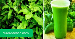 mastruz (Imagem divulgação)