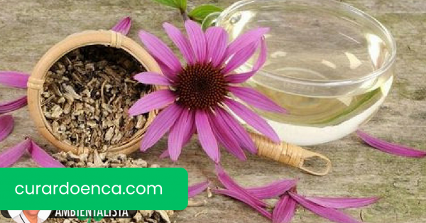 Combate os sintomas de septicemia com estas plantas medicinais