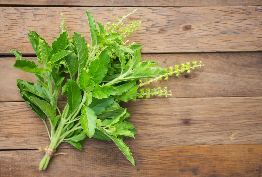 A bunch of holy basil leaves on wooden board