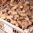 Gengibre: os benefícios à saúde e as contraindicações