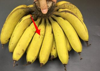 Como conservar bananas por um mês! Os segredos de um velho fazendeiro!